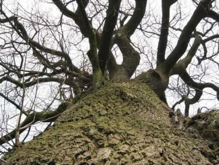 Bild 3 von Eiche beim Altenheim Vincentinerinnen